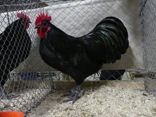 Zwerg-Australorps, schwarz, Hahn, (Ralf Scheider)