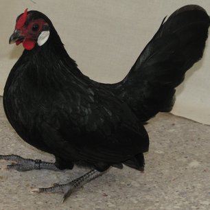 Bantam, schwarz