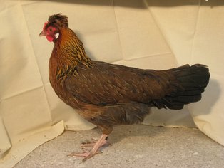 Altsteiererwildbraunhenne