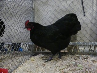 Zwerg-Australorps, schwarz, Henne, (Ralf Scheider)